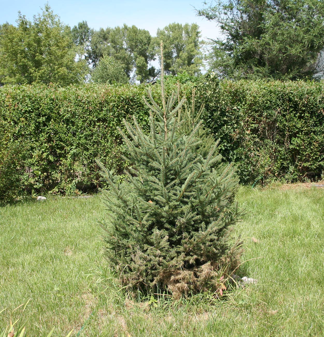 Изображение особи Picea obovata.