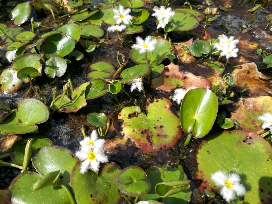Image of Nymphoides indica specimen.