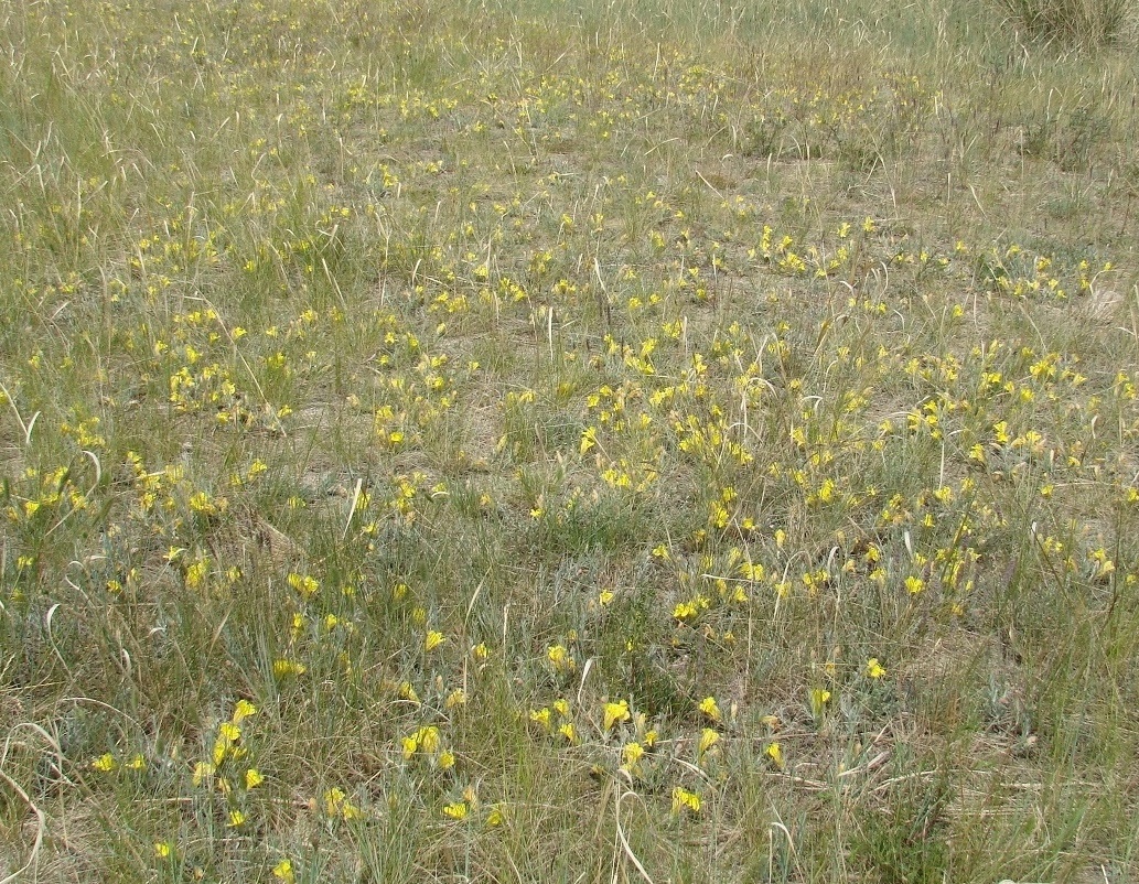 Image of Cymbaria daurica specimen.