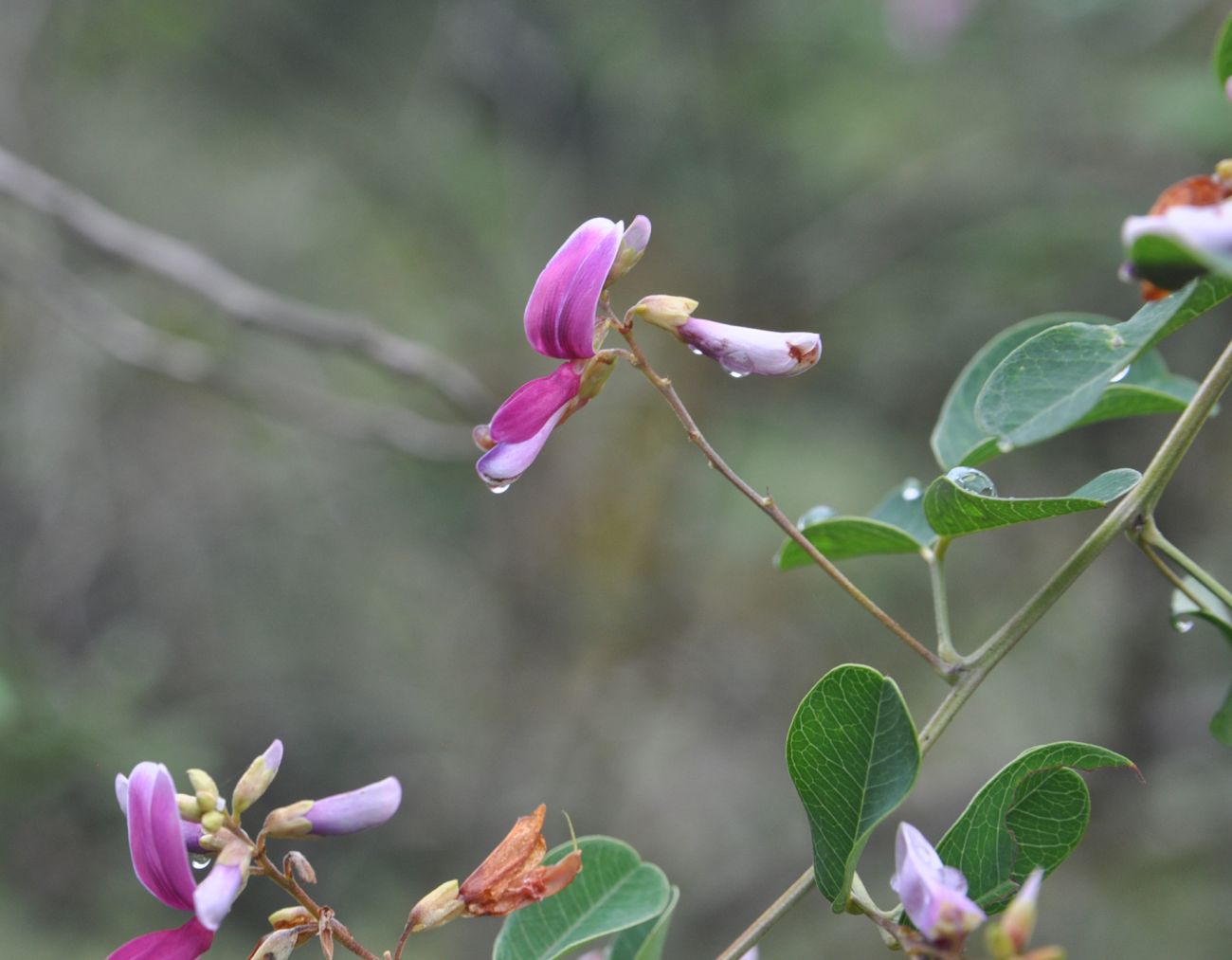 Image of Lespedeza bicolor specimen.