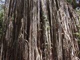 Ficus virens