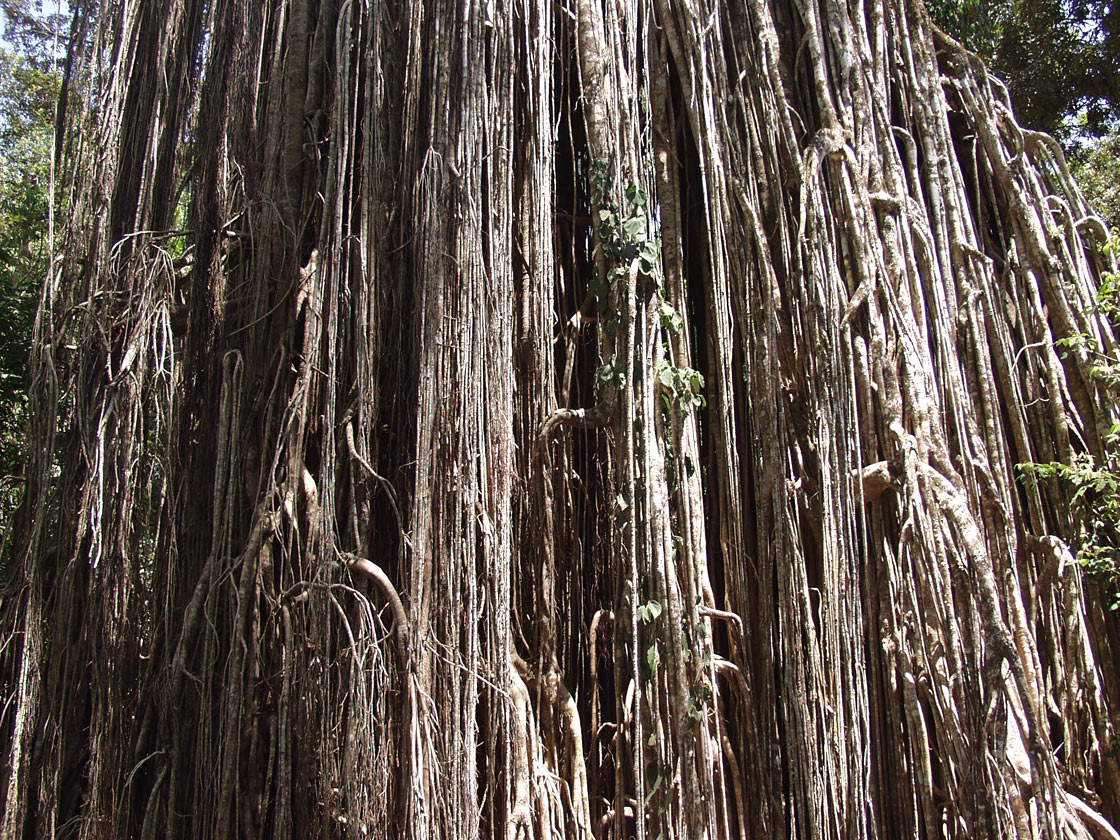 Изображение особи Ficus virens.