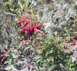 genus Brachyotum