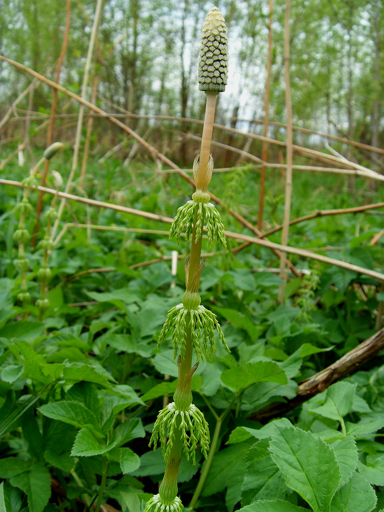 Изображение особи Equisetum sylvaticum.