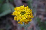 Alyssum trichostachyum