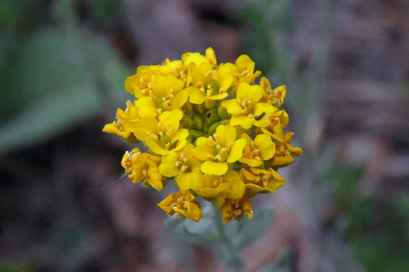 Image of Alyssum trichostachyum specimen.