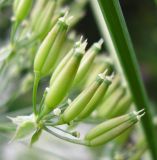 Anthriscus sylvestris