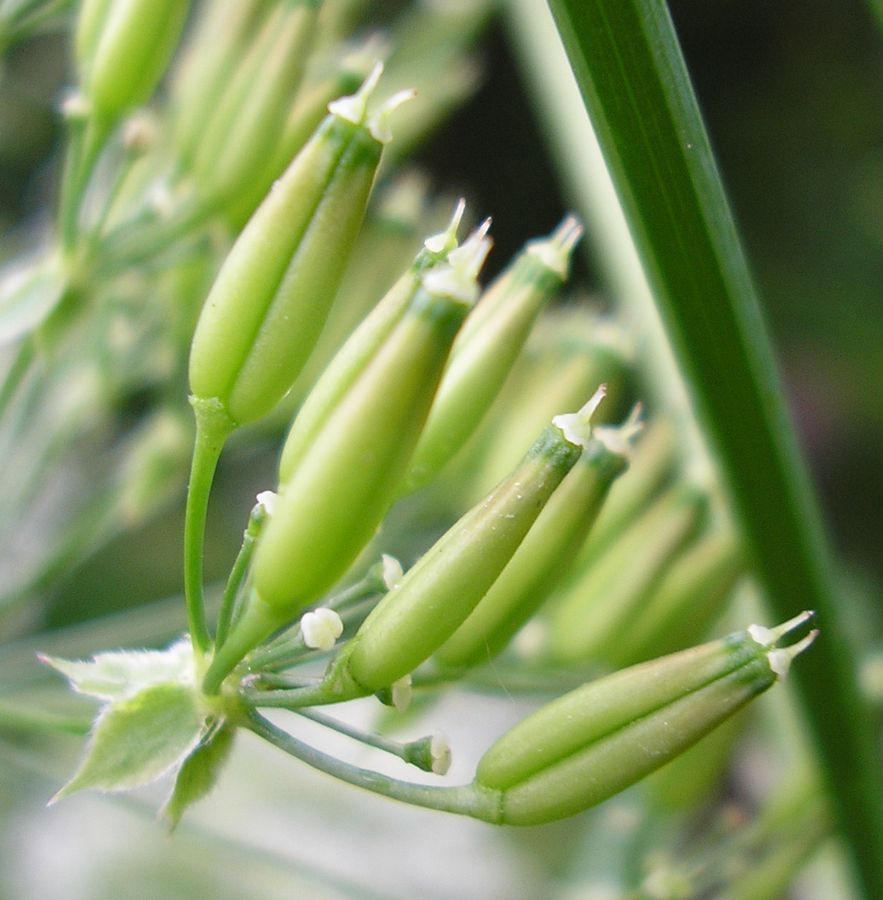 Изображение особи Anthriscus sylvestris.