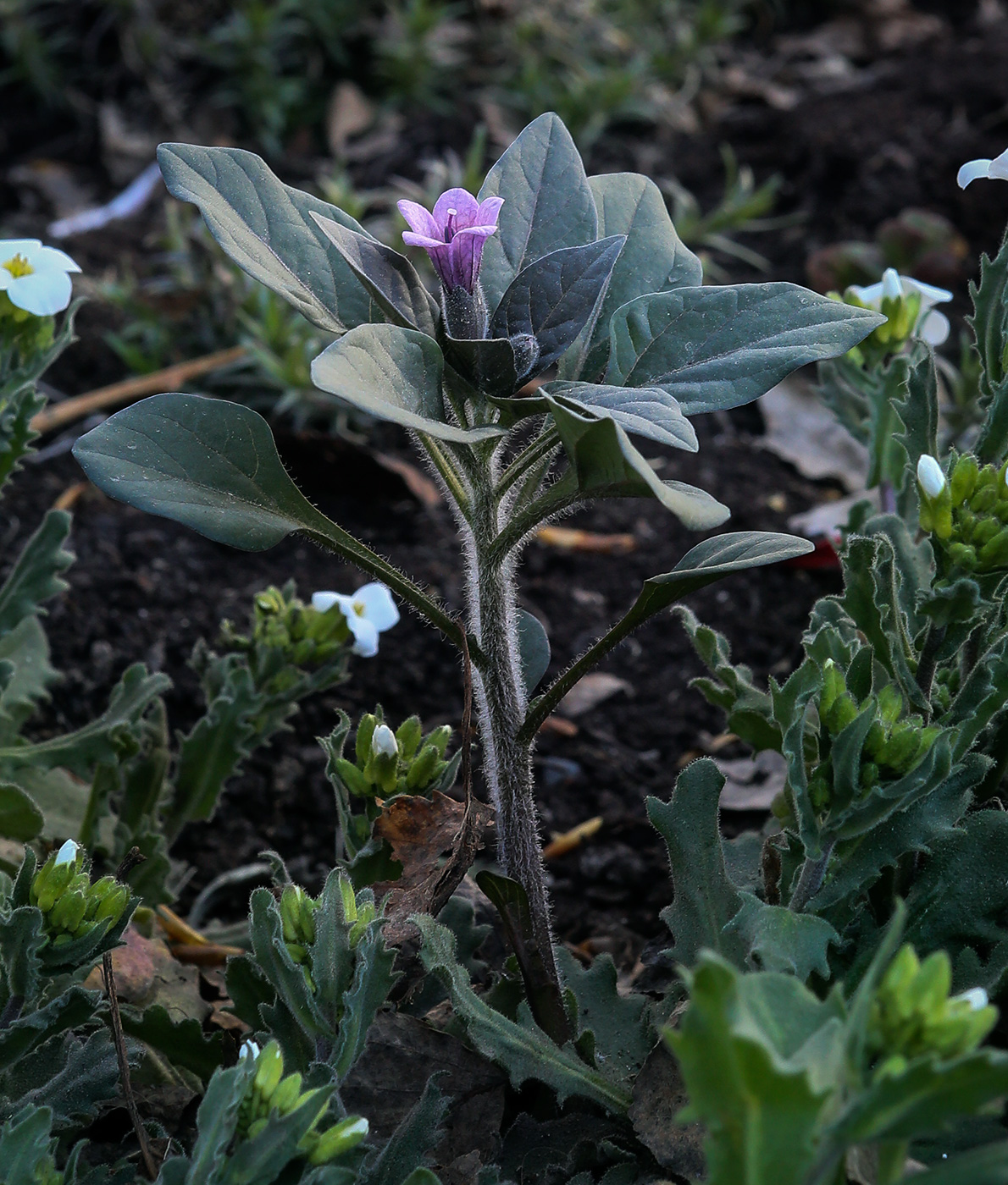 Изображение особи Physochlaina physaloides.