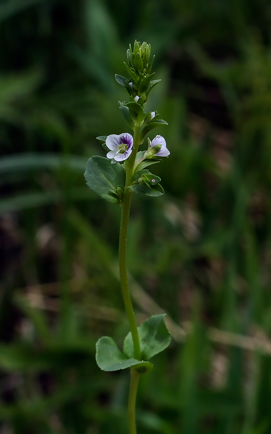 Image of Veronica serpyllifolia specimen.