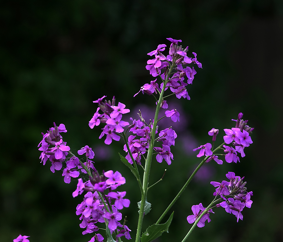 Image of Hesperis matronalis specimen.