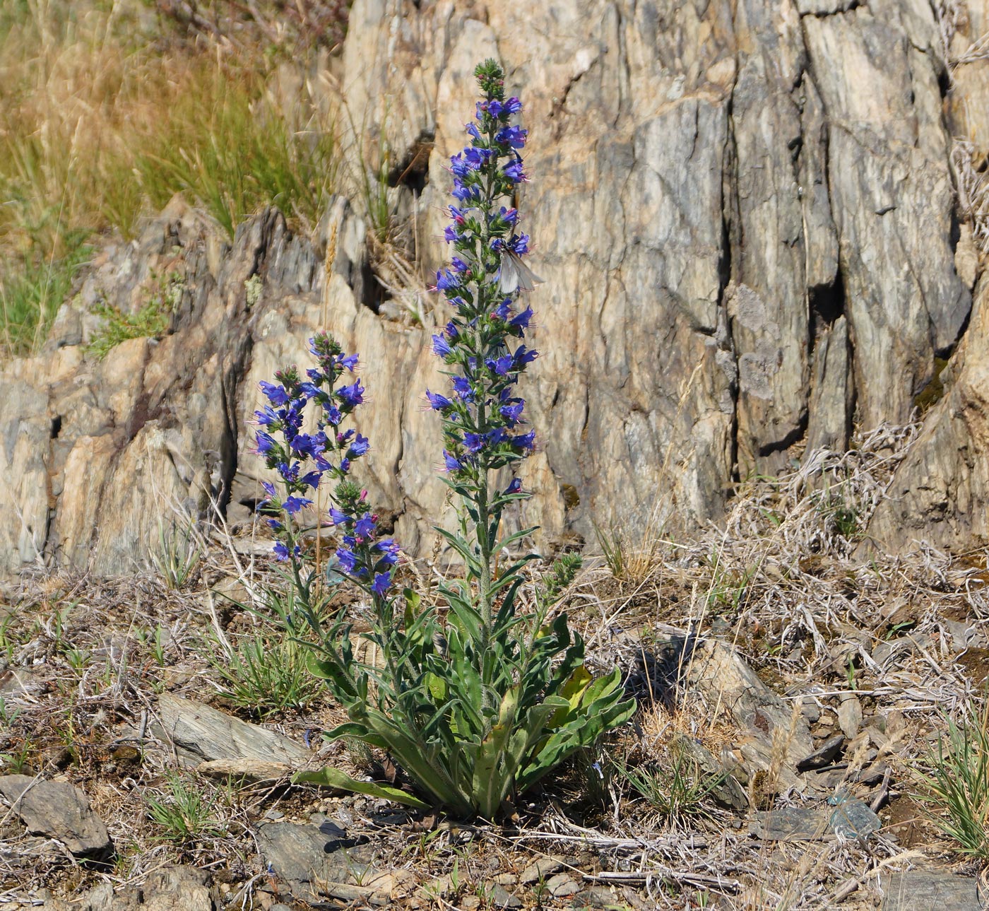 Изображение особи Echium vulgare.