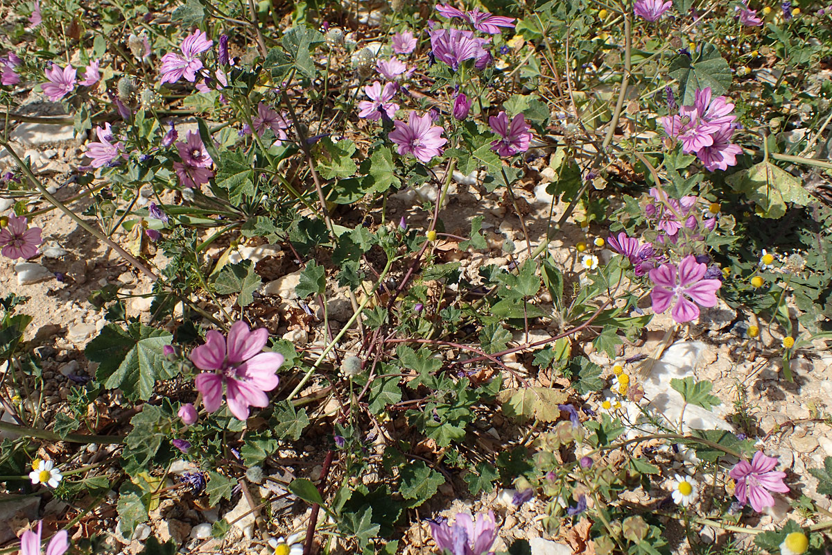 Image of Malva sylvestris specimen.