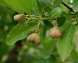 Euonymus europaeus