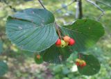 Sorbus