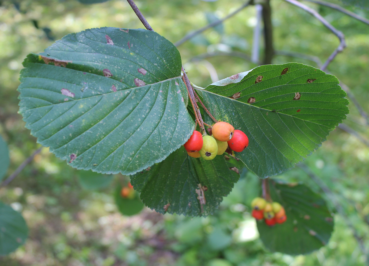 Изображение особи род Sorbus.