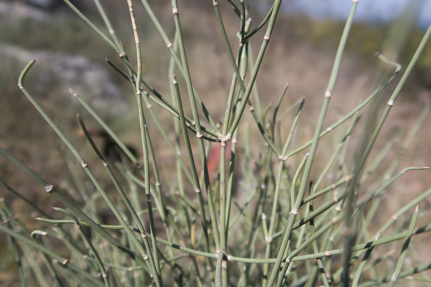 Image of Ephedra distachya specimen.