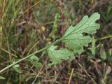 Senecio jacobaea. Прикорневой лист (видна абаксиальная поверхность листа). Магаданская обл., г. Магадан, на газоне. 03.09.2018.