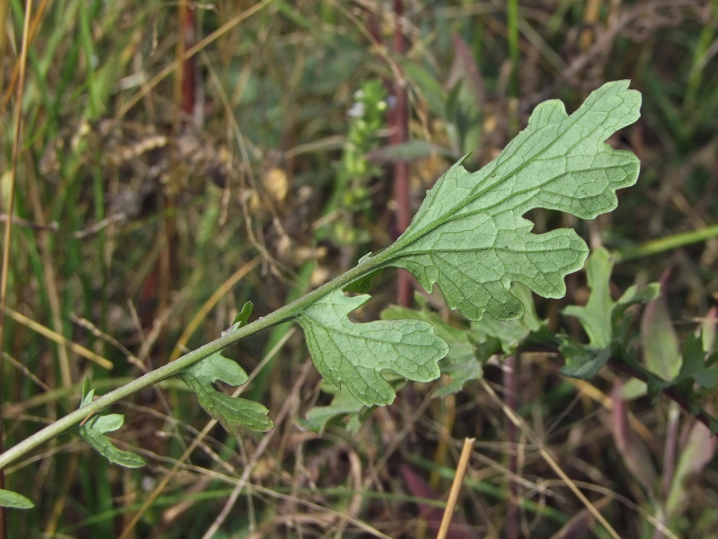 Изображение особи Senecio jacobaea.