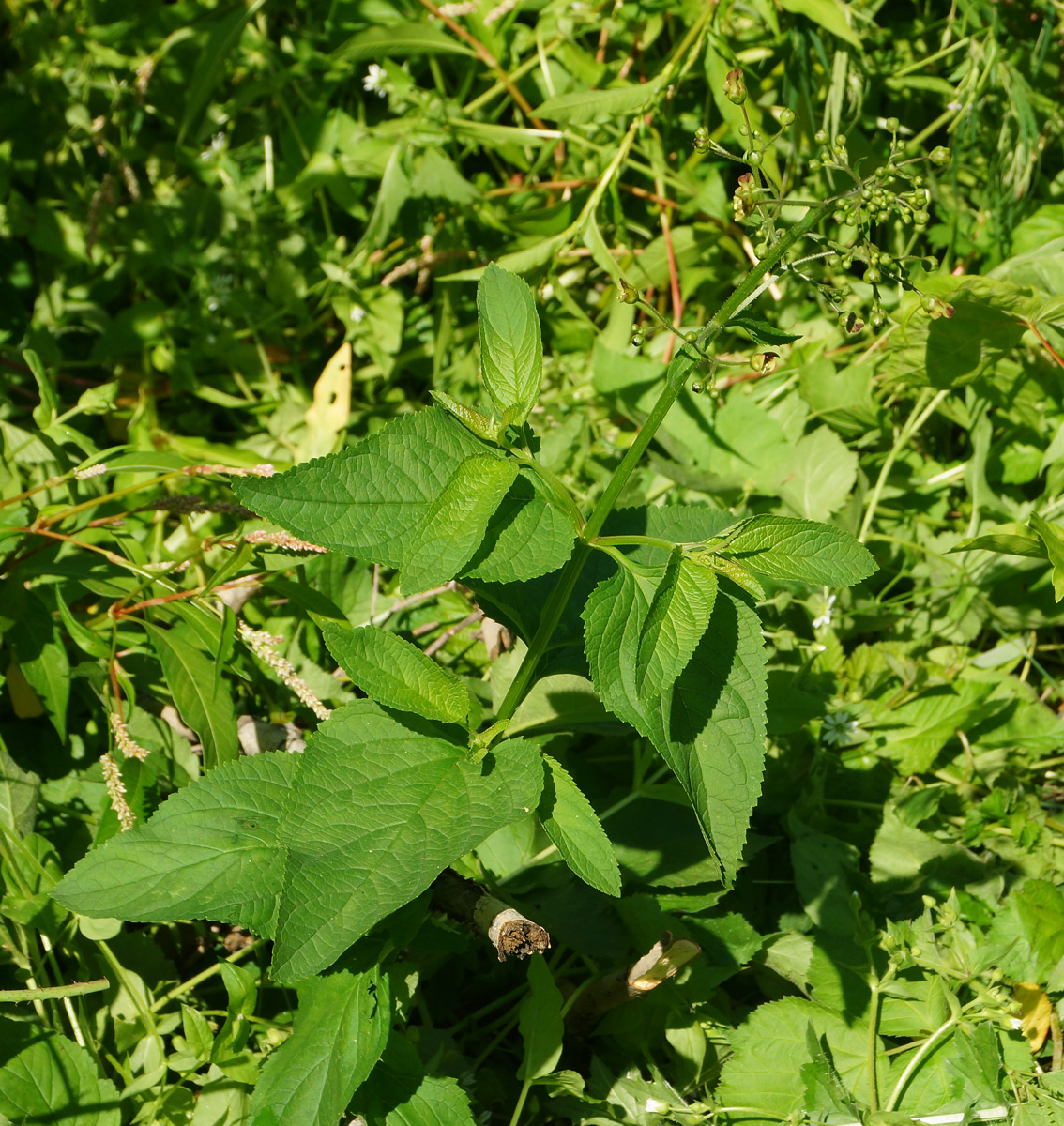 Изображение особи Scrophularia nodosa.