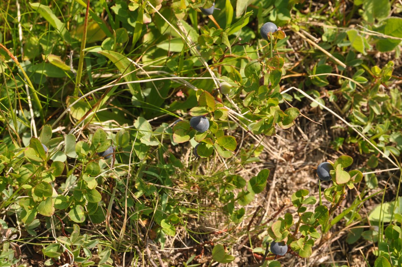 Изображение особи Vaccinium myrtillus.