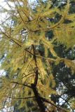 Larix sibirica. Часть кроны с листьями в осенней окраске. Москва, Битцевский лесопарк, в посадке вдоль Санаторной аллеи. 7 октября 2018 г.