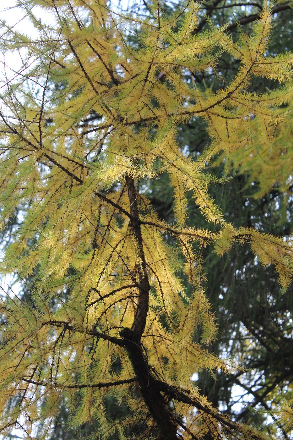 Image of Larix sibirica specimen.