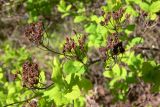 Spiraea media