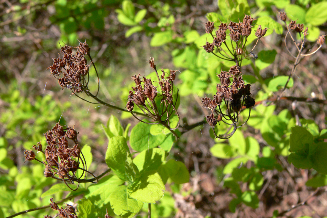 Image of Spiraea media specimen.