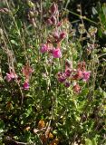 Teucrium divaricatum