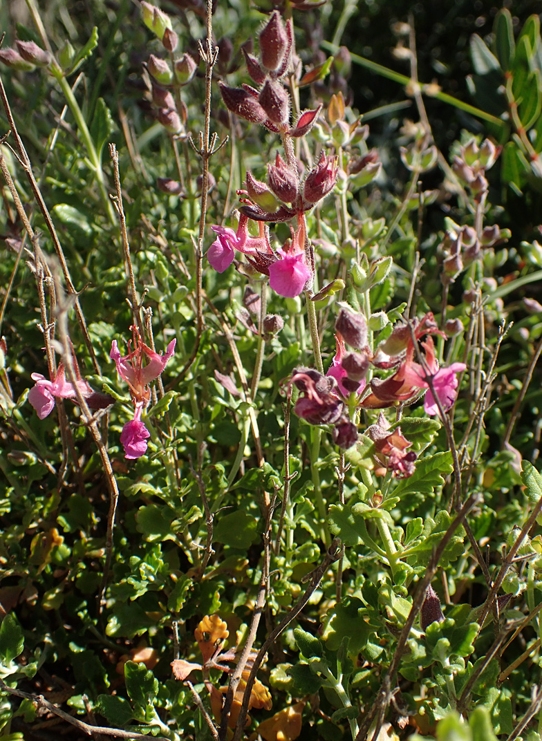 Изображение особи Teucrium divaricatum.