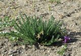 Oxytropis chiliophylla. Отцветающее растение в каменистой гемигалофитной пустыне. Таджикистан, Горно-Бадахшанская автономная обл., Мургабский р-н, окр. сельской общины (кишлака) Каракуль; Восточный Памир, денудационный шлейф западного макросклона Сарыкольского хребта, восточный берег оз. Каракуль; пояс автоморфных гемигалофитно-пустынных солончаков (в комплексе с высокогорной пустыней) на сползающих в озёрную котловину продуктах эрозии, выс. 3930 м н.у.м. 16 августа 2018 г.