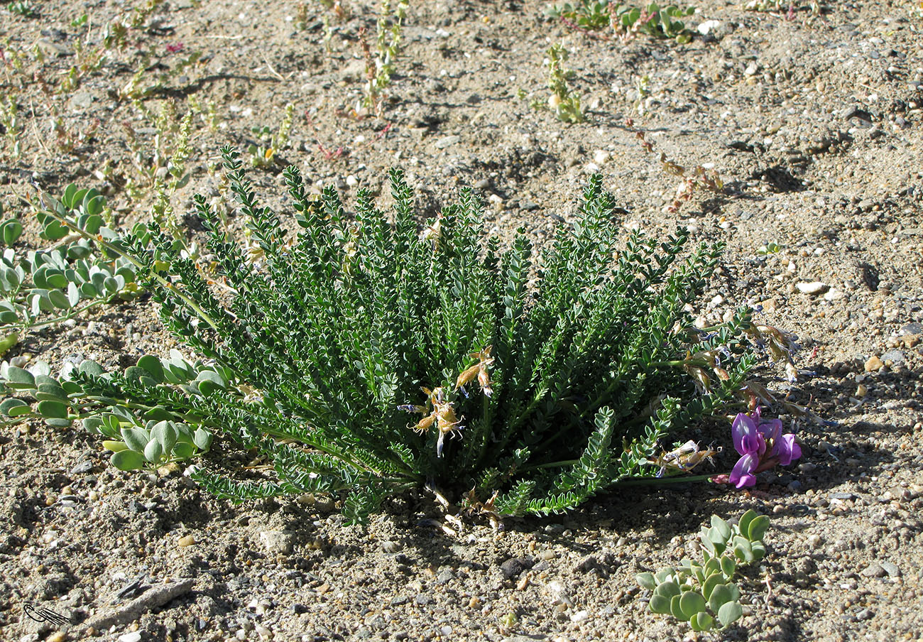 Изображение особи Oxytropis chiliophylla.