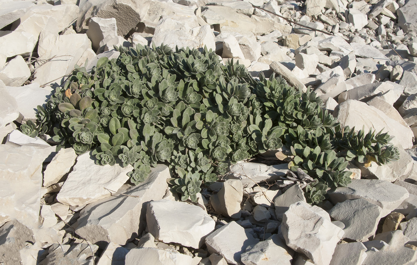 Изображение особи Alyssum trichostachyum.