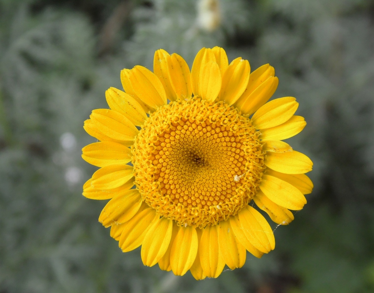 Image of Anthemis tinctoria specimen.