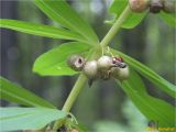 Polygonatum verticillatum. Часть растения с созревшими плодами (некоторые погрызены). Украина, Ивано-Франковская обл., Болеховский горсовет, Поляницкий сельсовет, Поляницкий региональный ландшафтный парк, буковый лес. 19.07.2018.