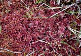 Sphagnum russowii. Верхушки вегетирующих растений. Мурманская обл., Хибины, долина р. Кунийок, заболоченный берег ручья. 07.08.2018.