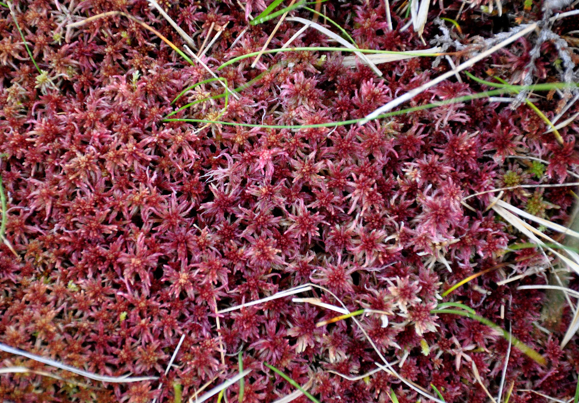 Изображение особи Sphagnum russowii.