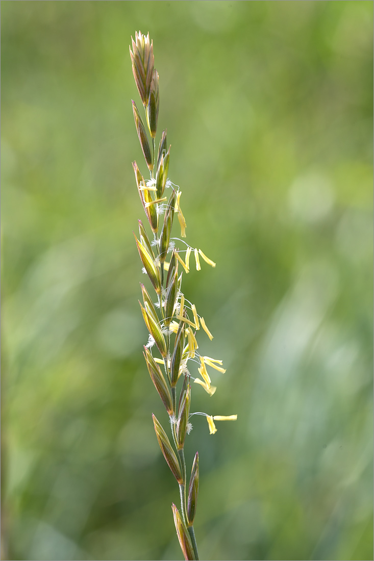 Image of Elytrigia repens specimen.