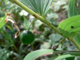 Polygonatum odoratum. Часть побега с незрелым и высохшим плодами. Свердловская обл., г. Екатеринбург, окр. пос. Шабровский, берёзовый лес. 20.08.2018.