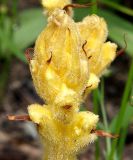 Orobanche flava