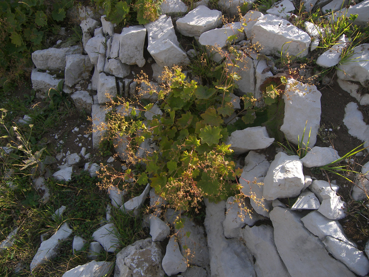 Image of Alchemilla orthotricha specimen.