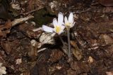 Colchicum umbrosum