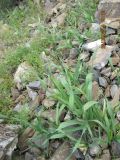 genus Allium