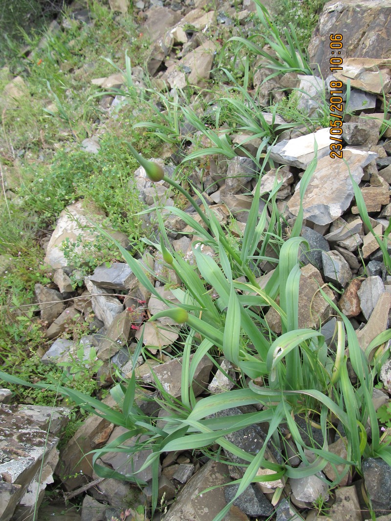 Image of genus Allium specimen.