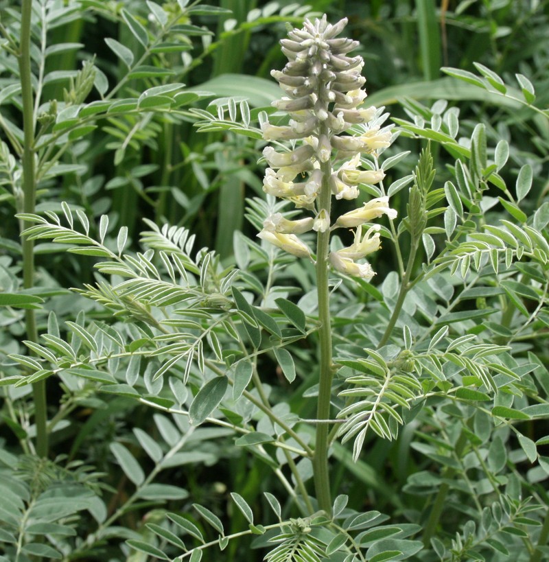 Image of Pseudosophora alopecuroides specimen.