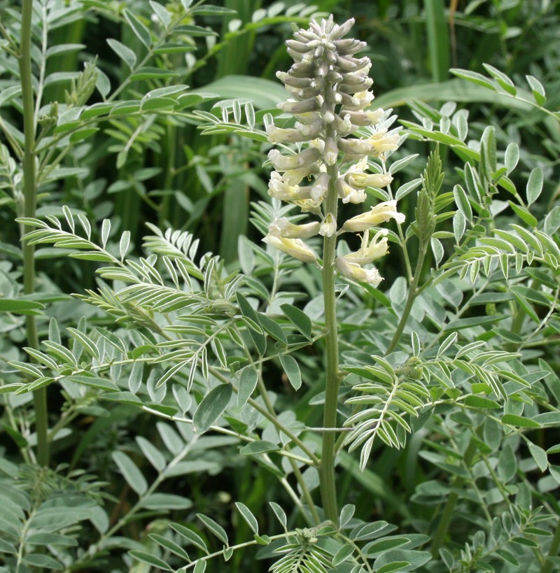 Изображение особи Pseudosophora alopecuroides.