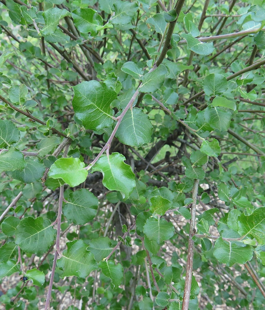 Изображение особи Salix tarraconensis.