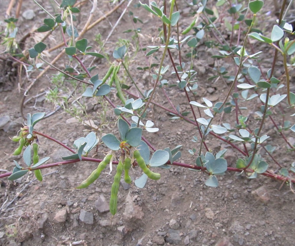 Image of Lotus gebelia specimen.