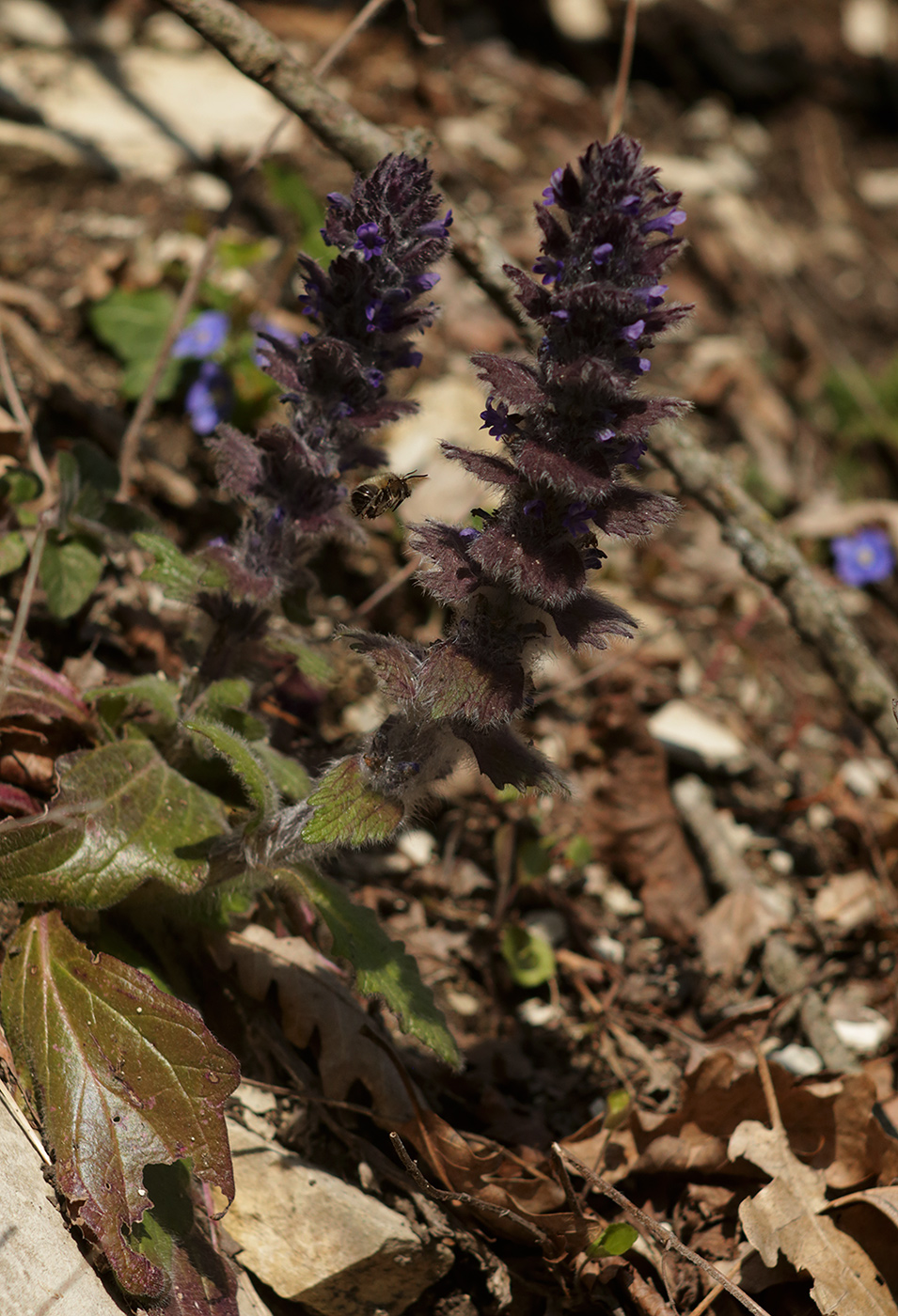 Image of Ajuga orientalis specimen.